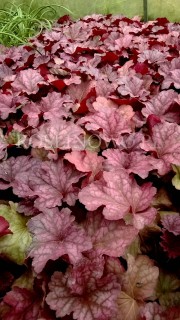 Żurawka ogrodowa „Berry Smoothie” (Heuchera hybrida)